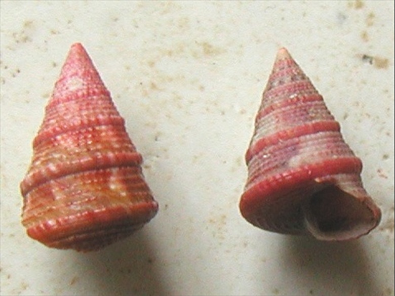 Jujubinus exasperatus corallinus